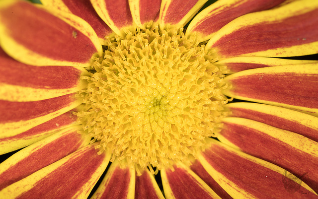 Flower - Close up