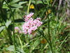 Baldrianblüte und Wildbiene