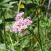 Baldrianblüte und Wildbiene