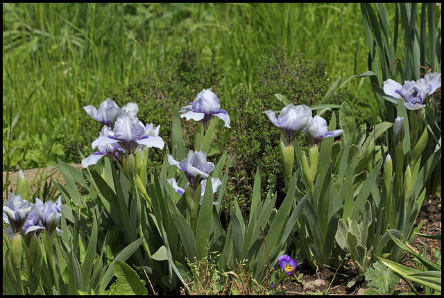 Iris Sapphire Jewels