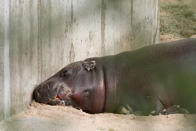 Zwergflußpferd Hannibal (Wilhelma)