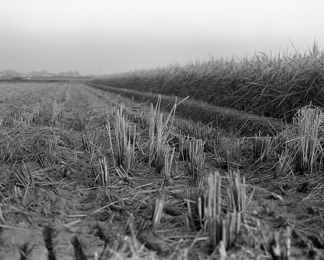 Rice harvest begins