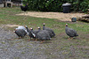 guineas in the yard