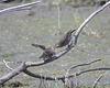 carouge à épaulettes / red-winged blackbird