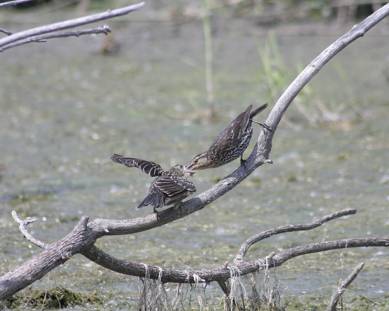 carouge à épaulettes / red-winged blackbird