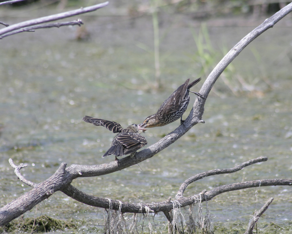 carouge à épaulettes / red-winged blackbird