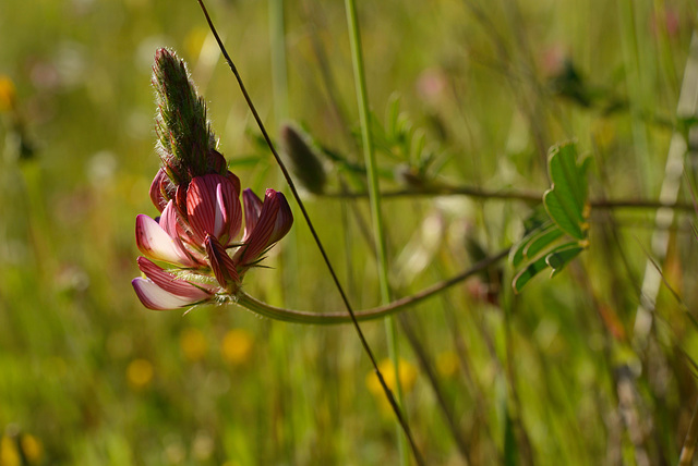 Onobrychis humilis