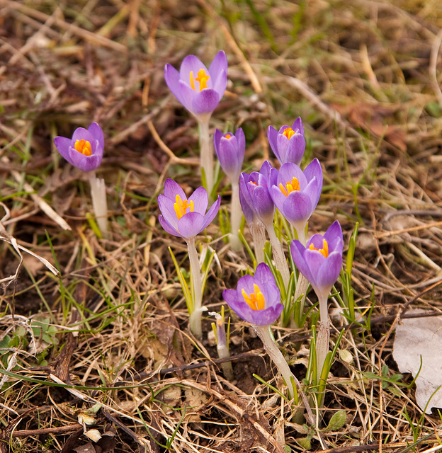 Frühling II