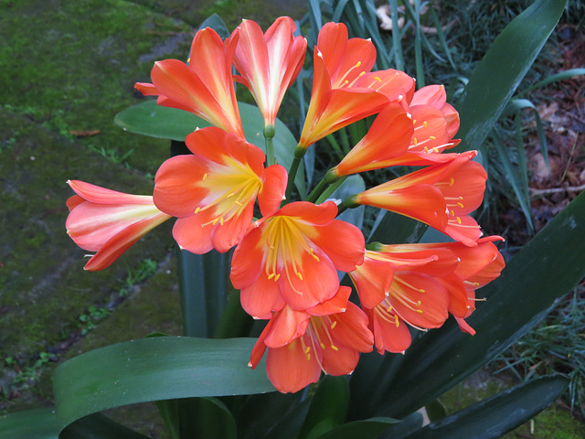 Clivia flowers