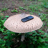 Macrolepiota procera