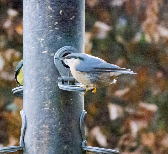 Nuthatch (23)