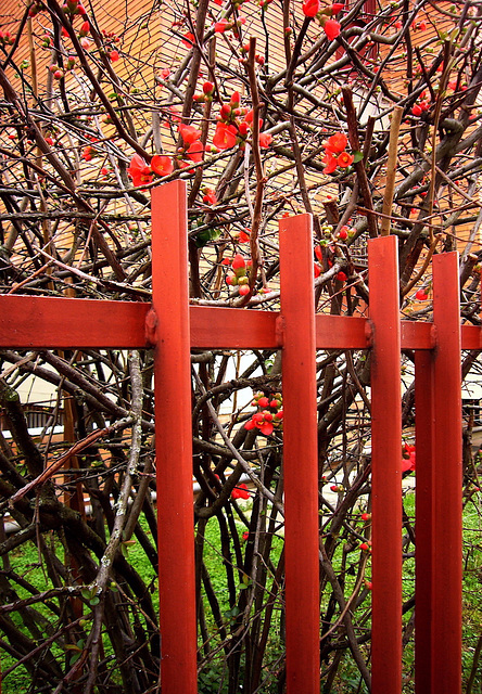 spring fences - PIPs