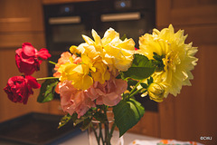 September Garden flowers