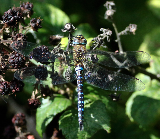 EOS 90D Peter Harriman 11 02 24 44360 migrantHawker2 dpp