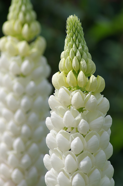 White Lupin