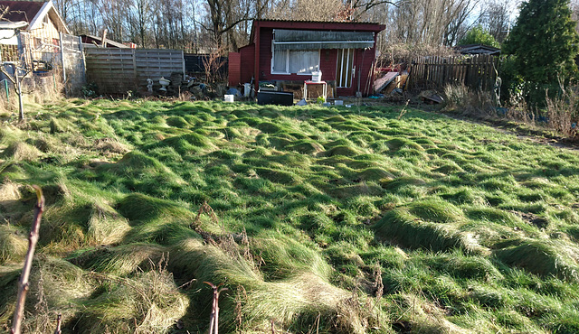 Wellengang im Kleingarten