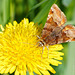 "Eulen", die am Tag fliegen - "Owls" that fly during the day