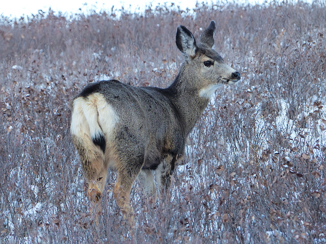 Mule Deer at dusk