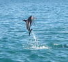 Leaping dolphin