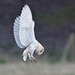 EF7A6996barnowl