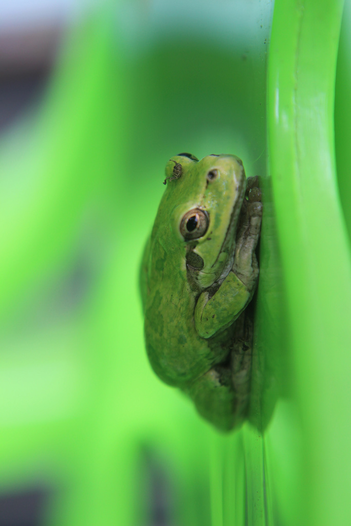 A Frog we Found