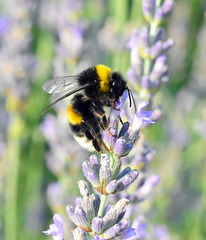 Lavendelblüte mit einer Hummel