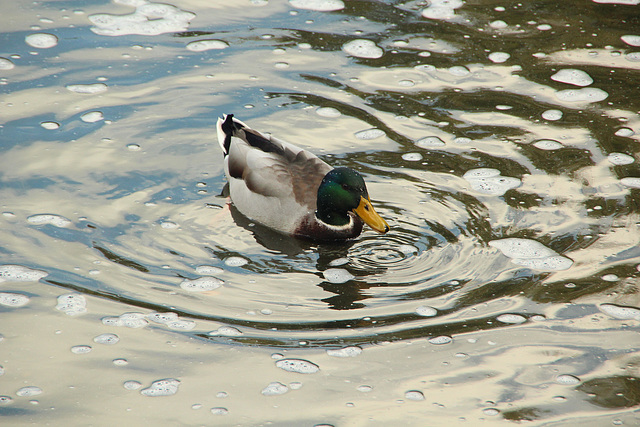 Mallard