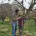 apple tree pruning lesson