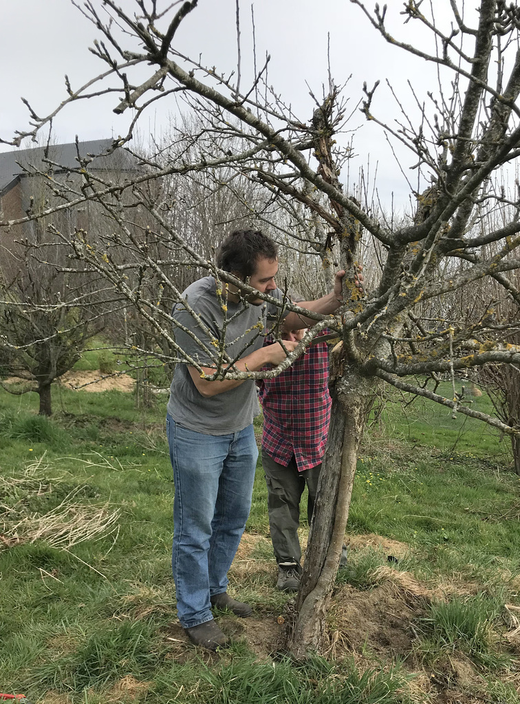 apple tree pruning lesson