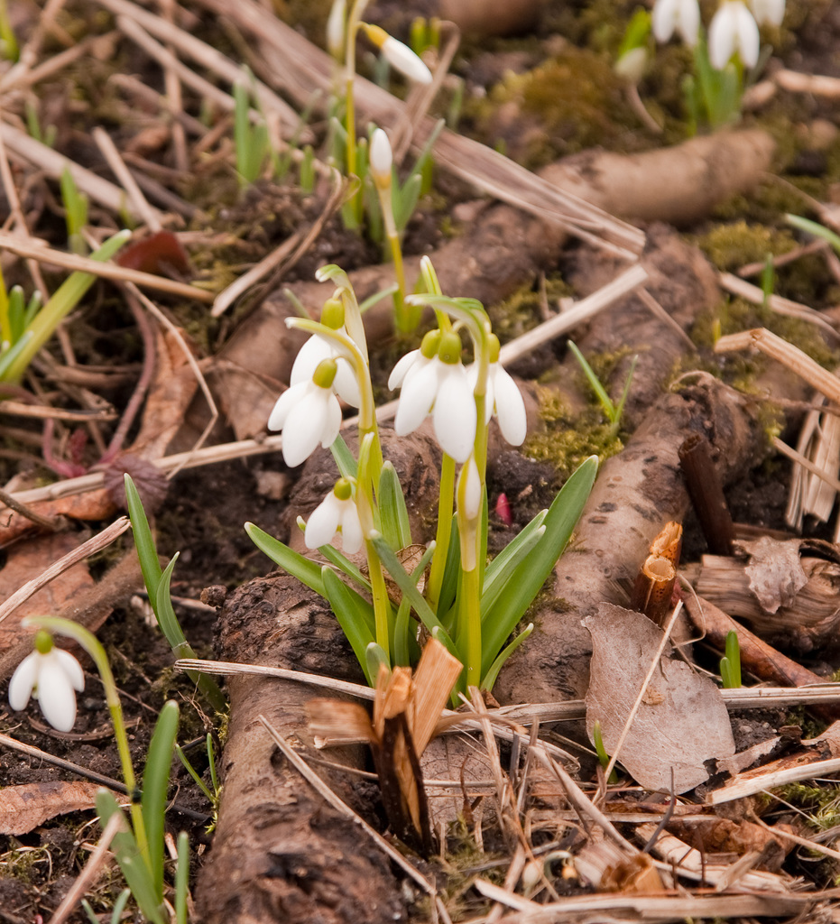 Frühling I