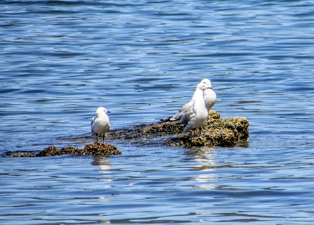 Lake Rotorua Gulls.