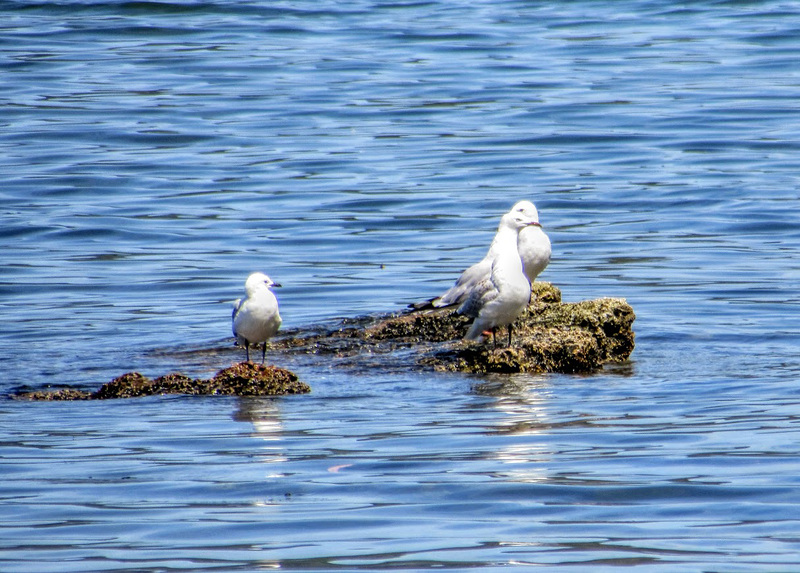 Lake Rotorua Gulls.