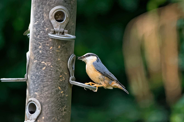 Nuthatch (24)