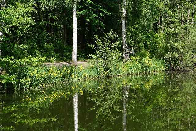 Sumpf-Schwertlilie gespiegelt