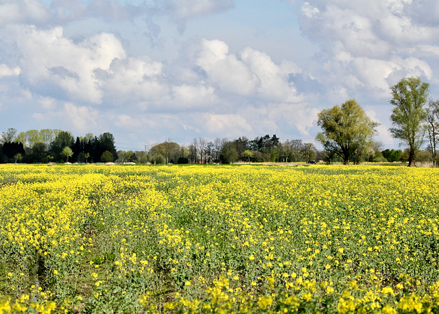 Rapsfeld