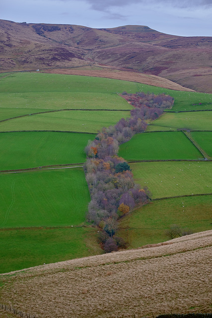 Autumn Trees