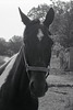 A Horse Is A Horse (Of Course)