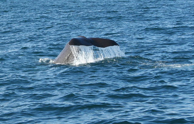 Young sperm whale