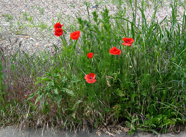 Harburger Hafen-Mohn