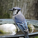 Blue Jays