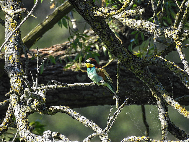 20170519 1625CPw [A+H] Bienenfresser (Merops apiaster), Neusiedler See