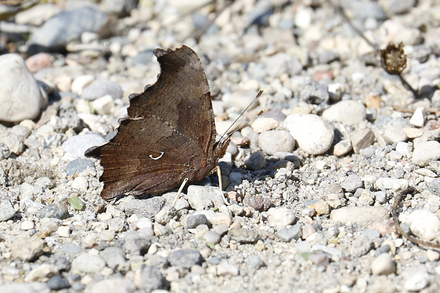 Eastern Comma