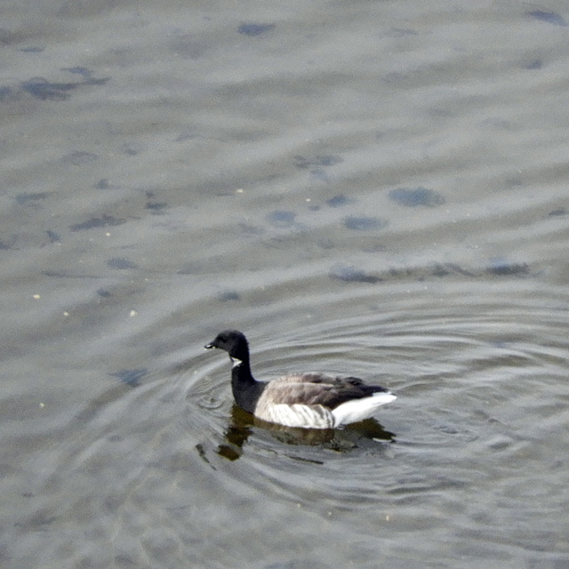 Day 9, Brant (Goose), Tadoussac