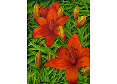 Lillies 11x14in