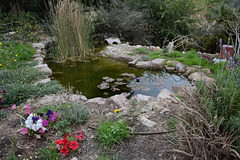 Israel, Eilat, Japanese Pond in the Botanical Garden