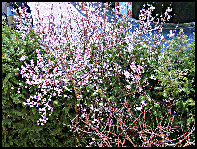 Almendro en flor, 2