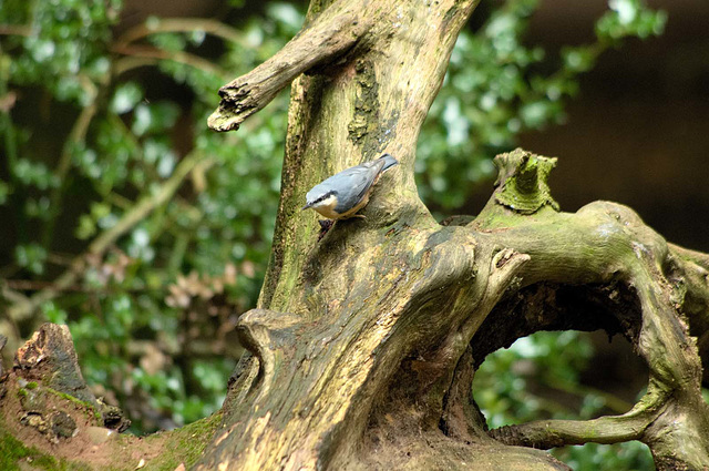 nuthatch (25)