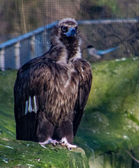 European vulture