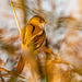 Female bearded tit