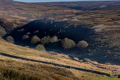 Trees in the shadow